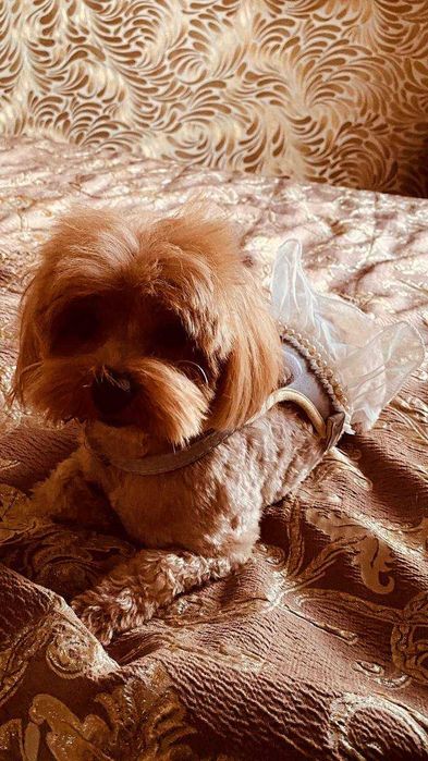 Maltipoo F1 Мальтипу