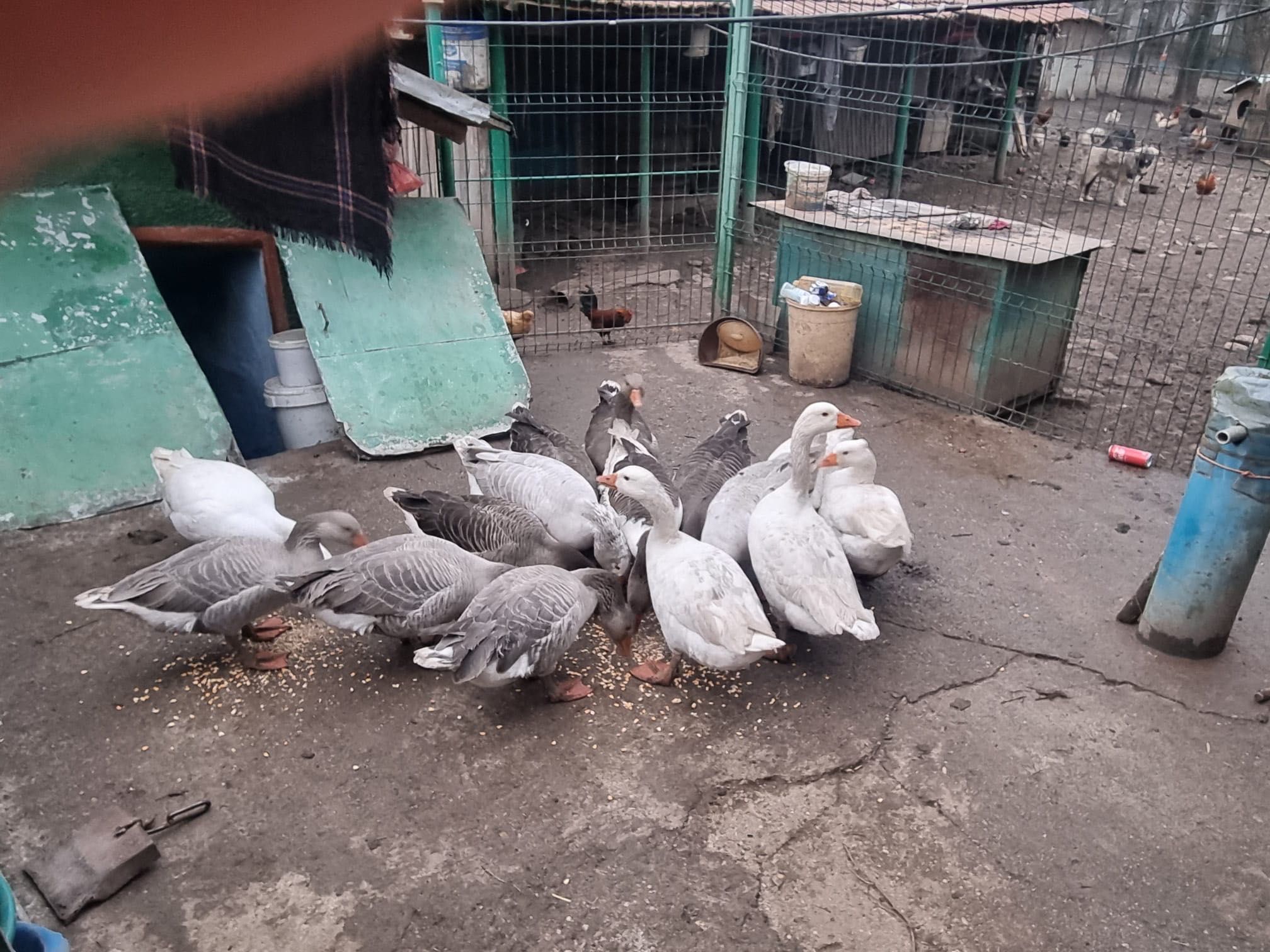 Gâște de tara frumoase și bune