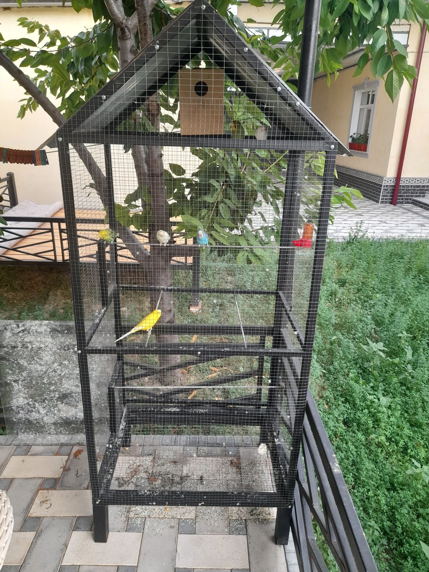 Papugay va qafas sotiladi