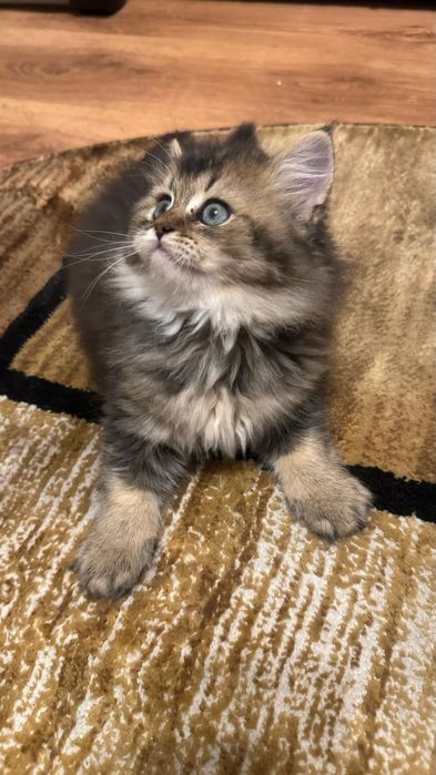 British golden longhair