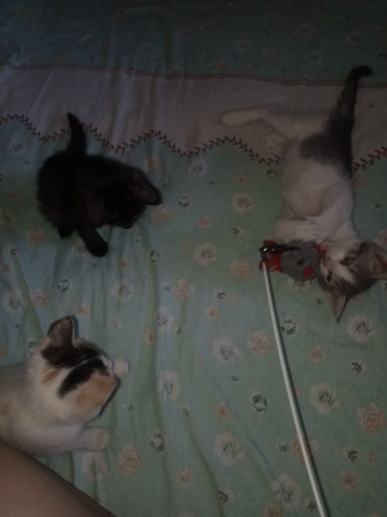 Отдам даром в  хорошие руки котят