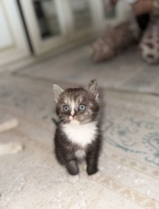 Маленький катёнок