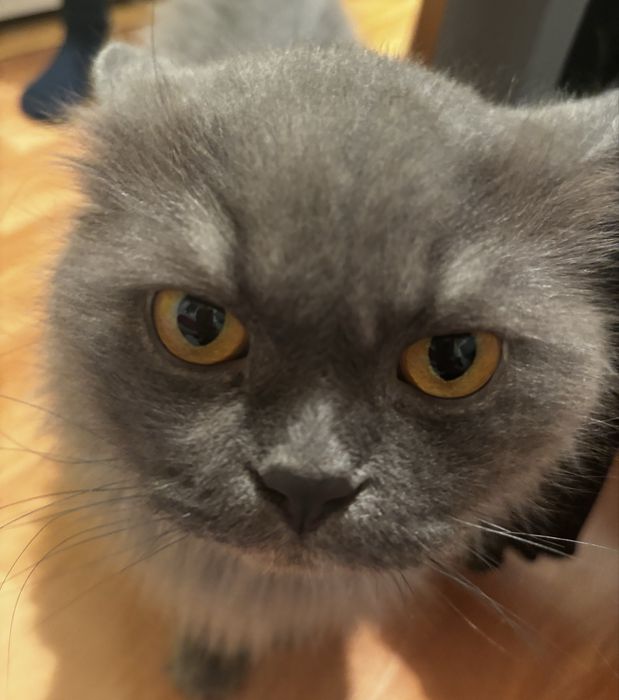 кот михайл ищет дом