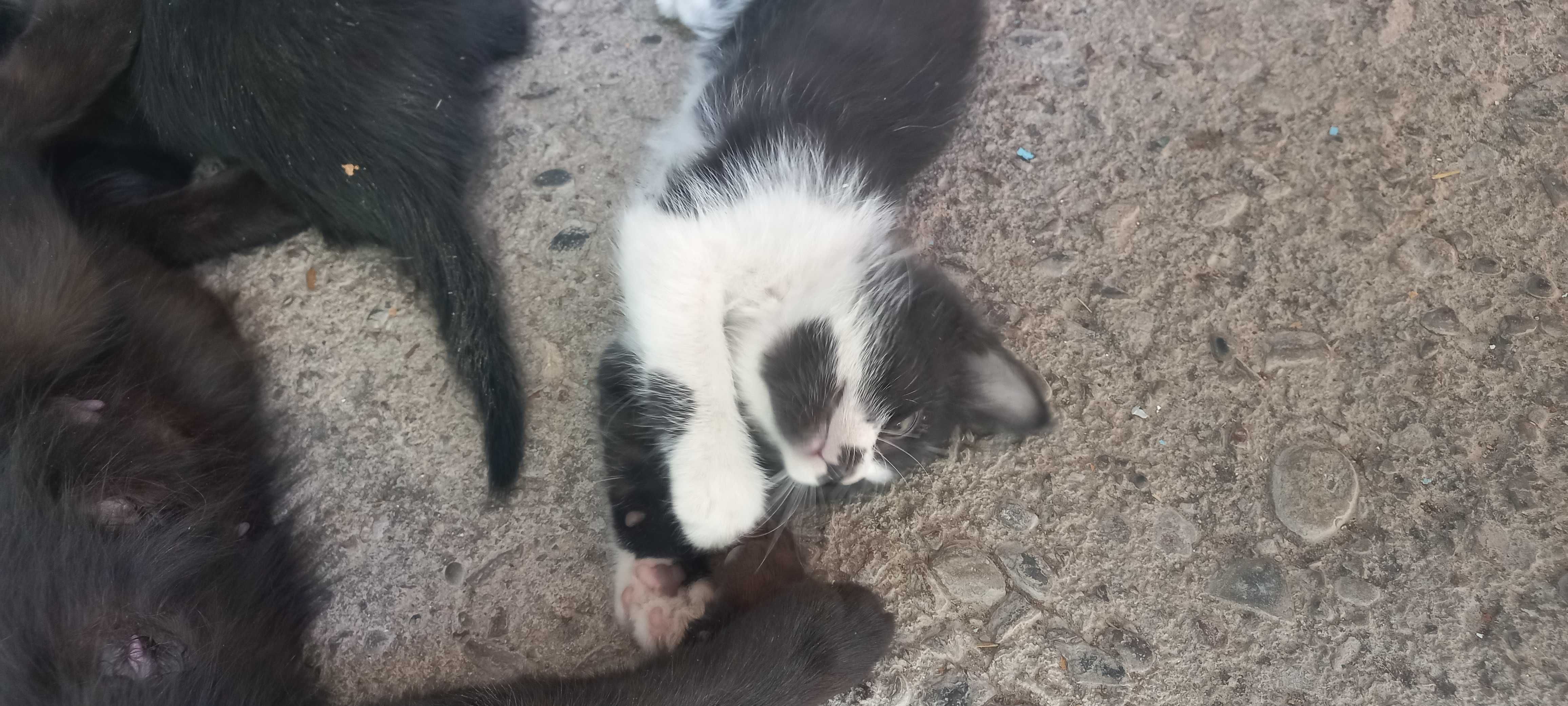 Котята отдам даром