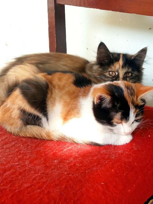 БЕСПЛАТНО отдадим котят