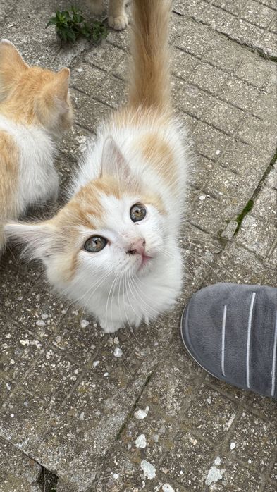 Подарявям котенца