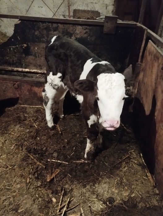 vind vitei de pus la vaca