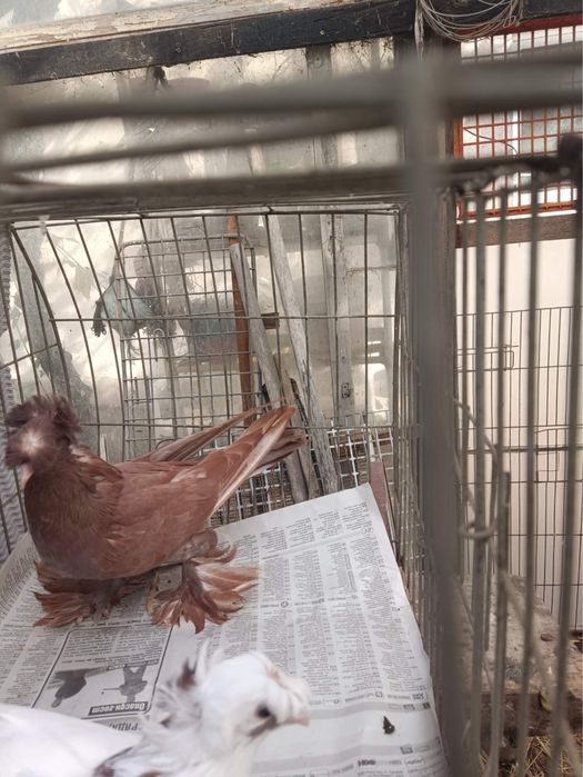 Немски Барабанчик Динкеши