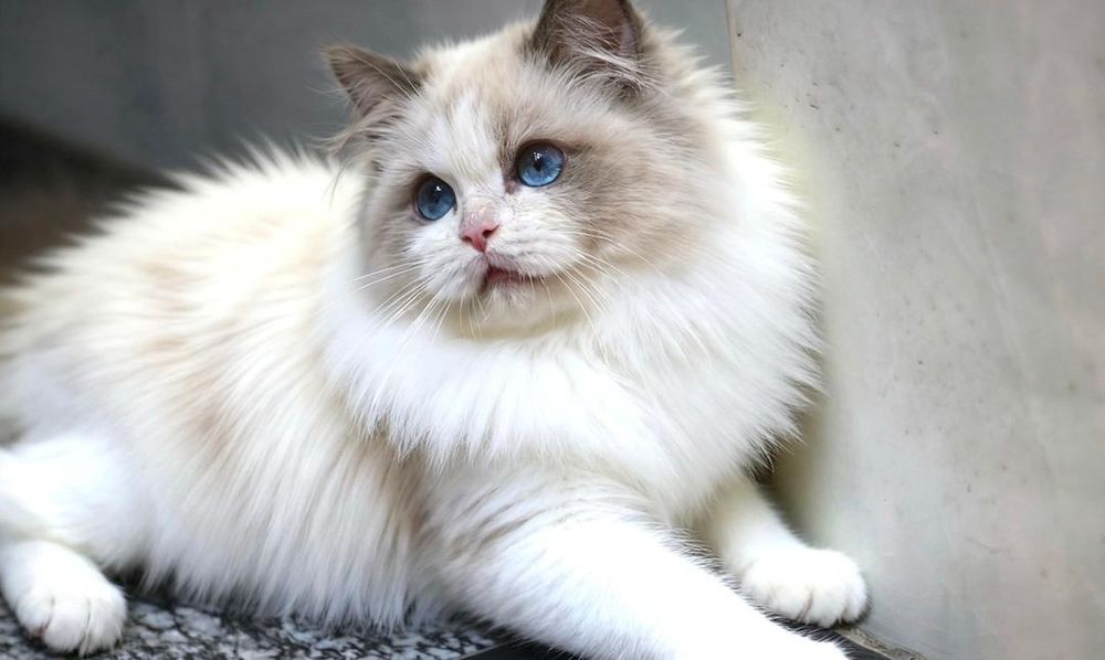 Регдолл, тряпочатя куклка