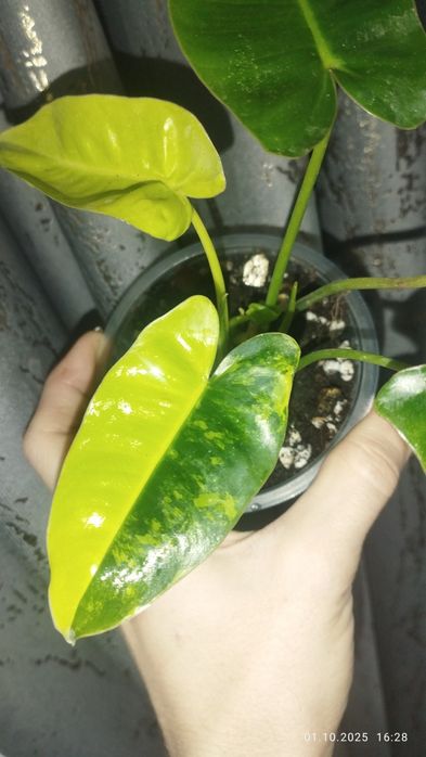 Продается Шикарный Филодендрон Бурле Маск