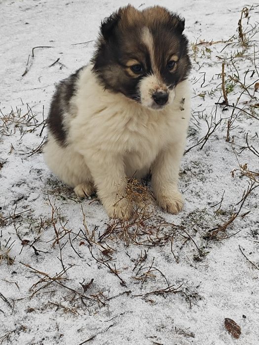 Девочки-очаровашки