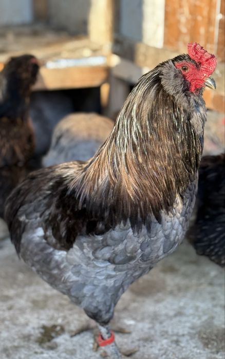 Vând ouă de incubat din difireti rase