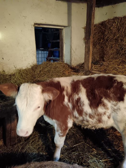 Vând 2 vițele una bălțată și una brună