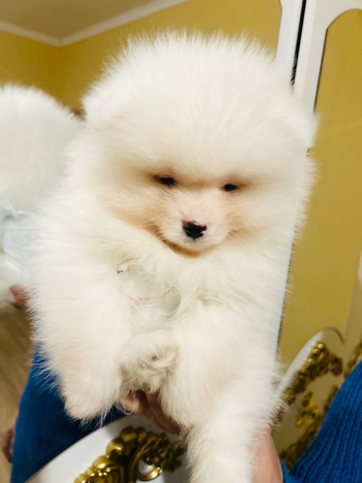 Бебе померанче мъжко ваксинирано с паспорт