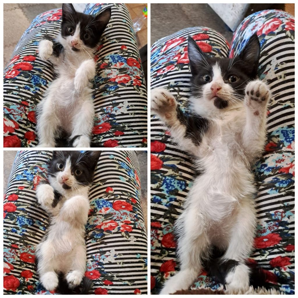 Отдаю котенка Девочку
