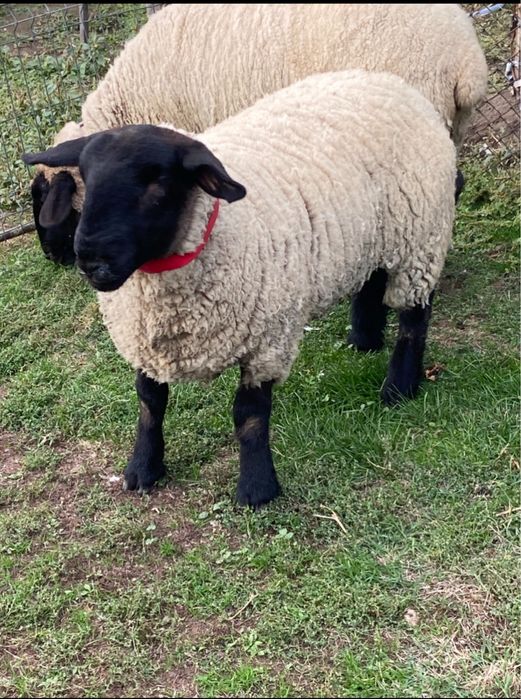 Vindem berbecuti,mielute,oi si berbeci sufolk/suffolk cu pedigree