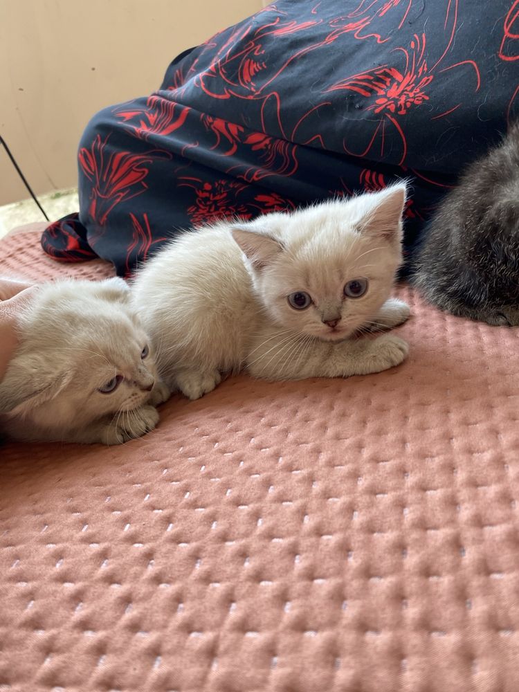 Mushuk 100 % kafolati bilan toza zotli