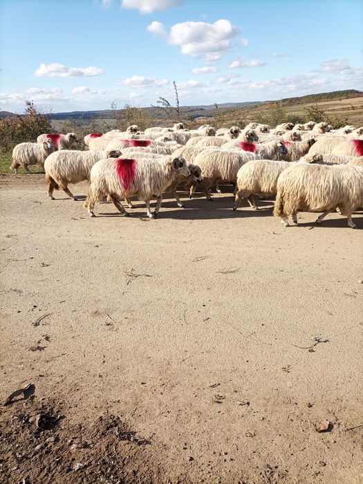 Oi țurcane de vânzare