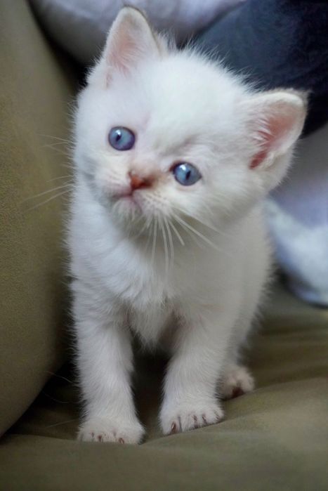 Шотландски и британски котки