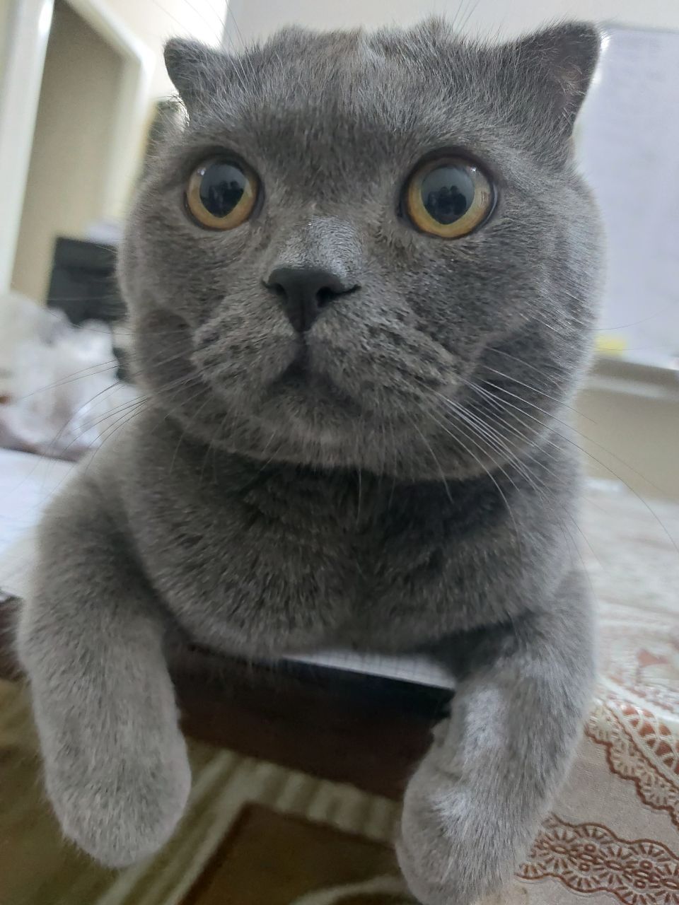 Scottish Fold o'g'il bola 1 yosh. Вязка