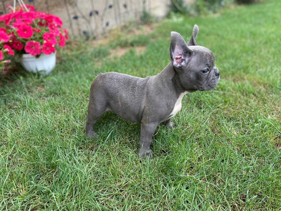Femela bulldog francez blue