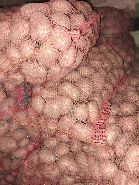 Cartofi albi de consum