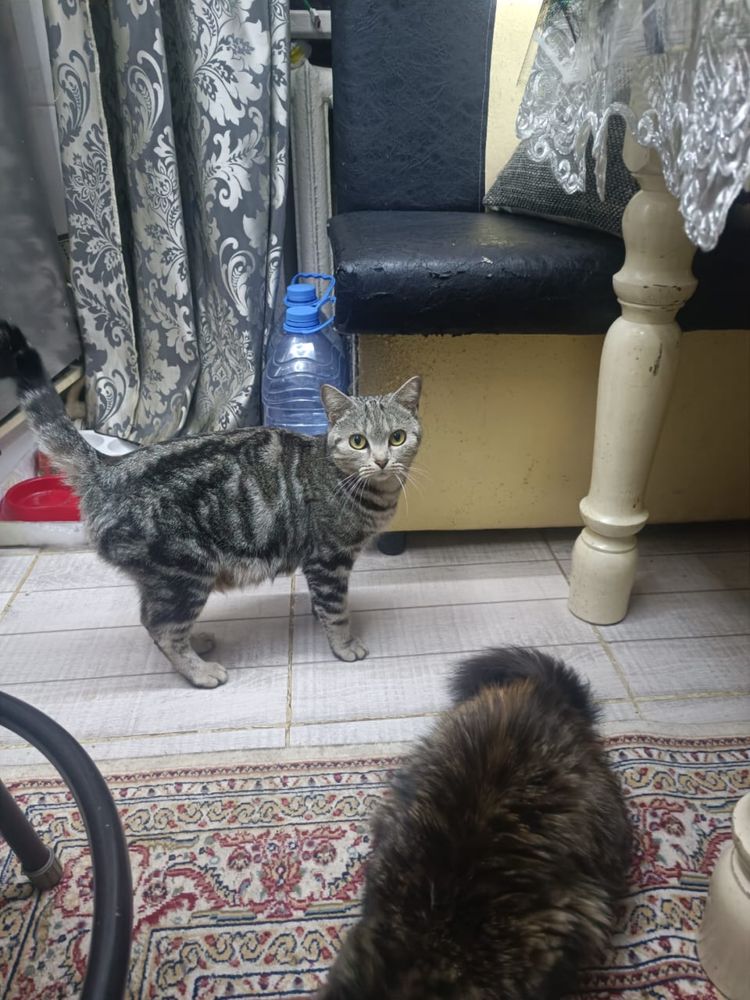 Кошечка в добрые руки