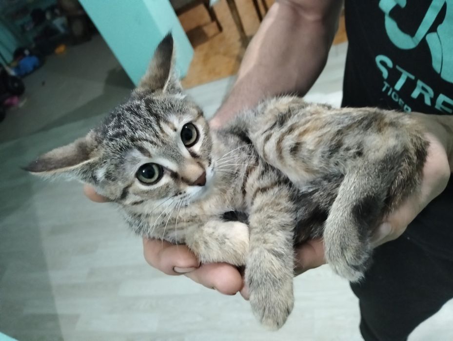 Отдам умных котят