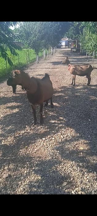 Țap alpin francez