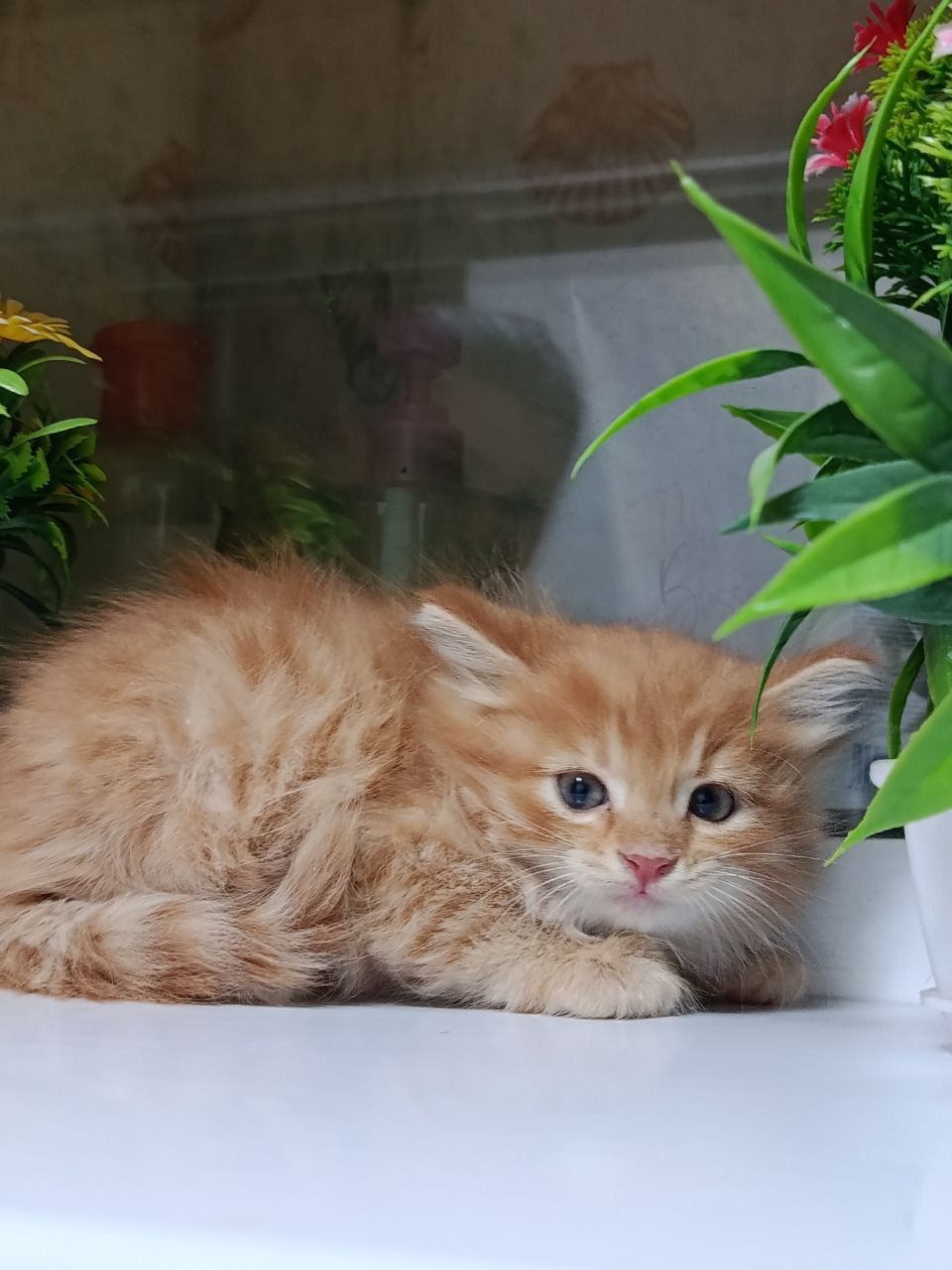 Отдам котят в хорошие руки