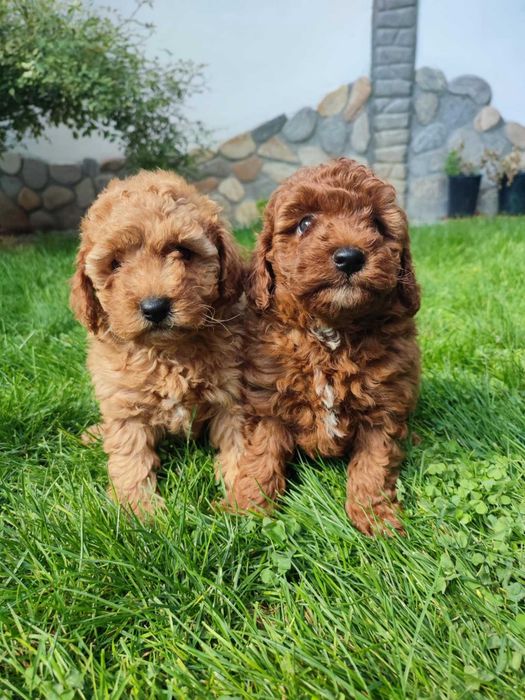 Мини Пудел/Mini Poodle