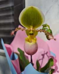 Орхидея. Орхидея венерин башмачок. Венерин башмачок