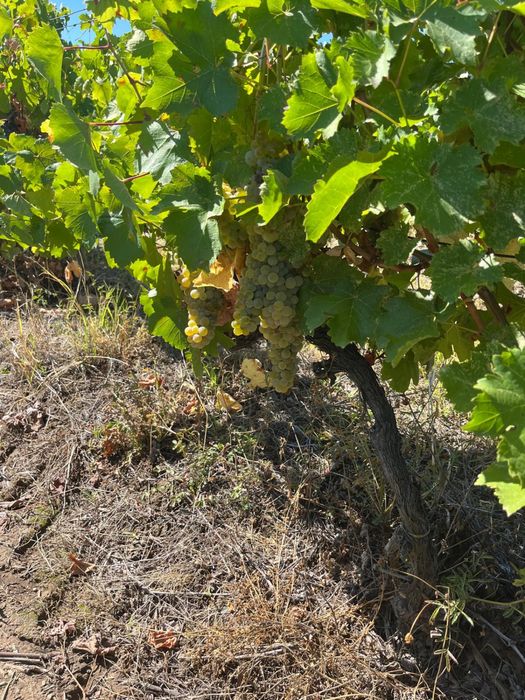 Struguri pentru vin