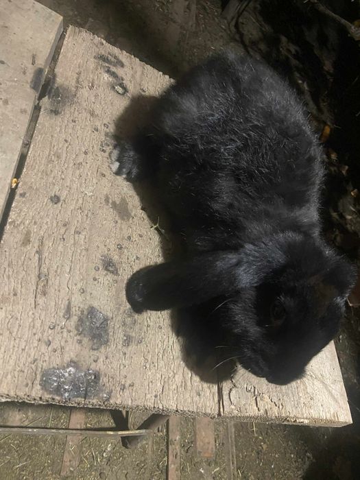 Tineret berbec german