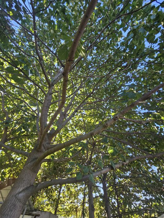 Vand puieti de Paulownia