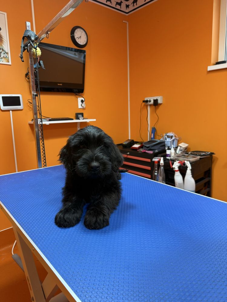 Puiut Schnauzer Urias , 12 sapt. , mascul.