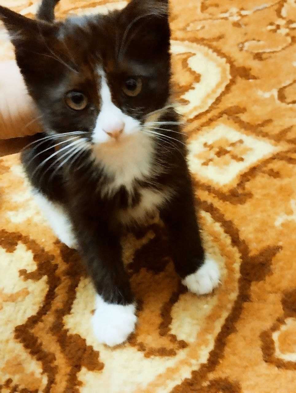 Смышлёный игривый котенок к добрые руки , сибирский биколорный