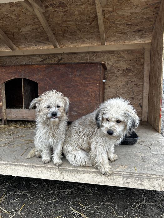 Donez cateluse bisoni