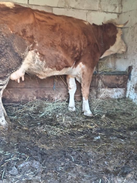 Vând vacă de 4 ani cu lapte