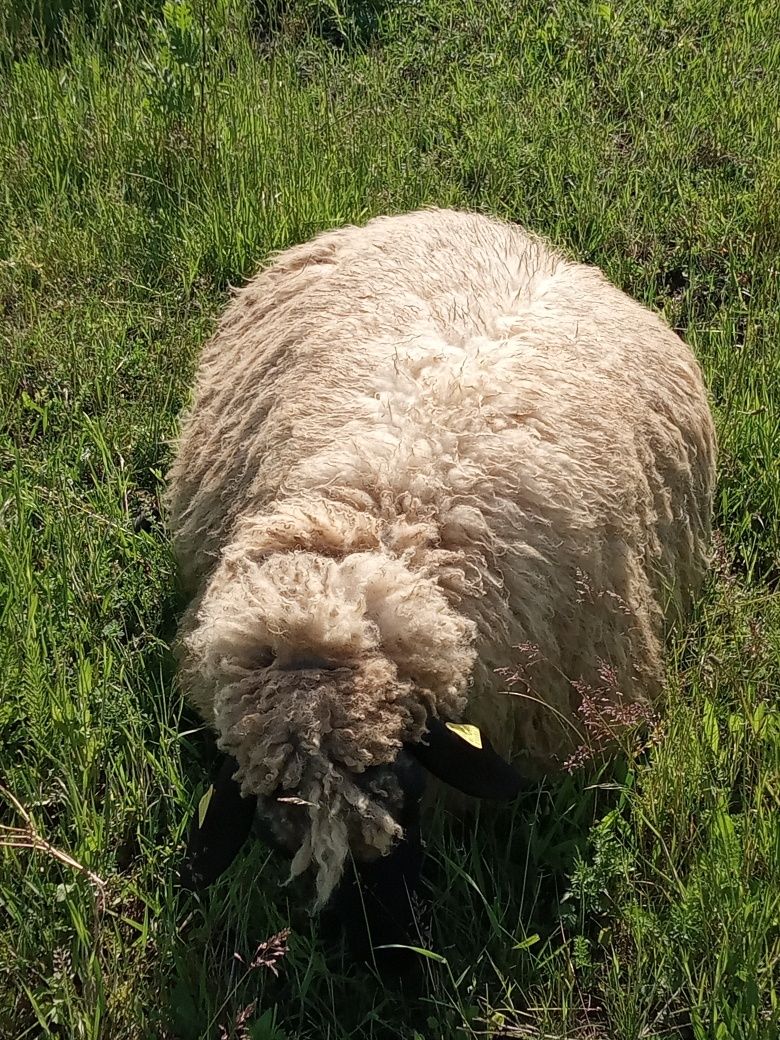 Vând 5 oi,1 berbec și 4 mieluțe carabase de Teleorman