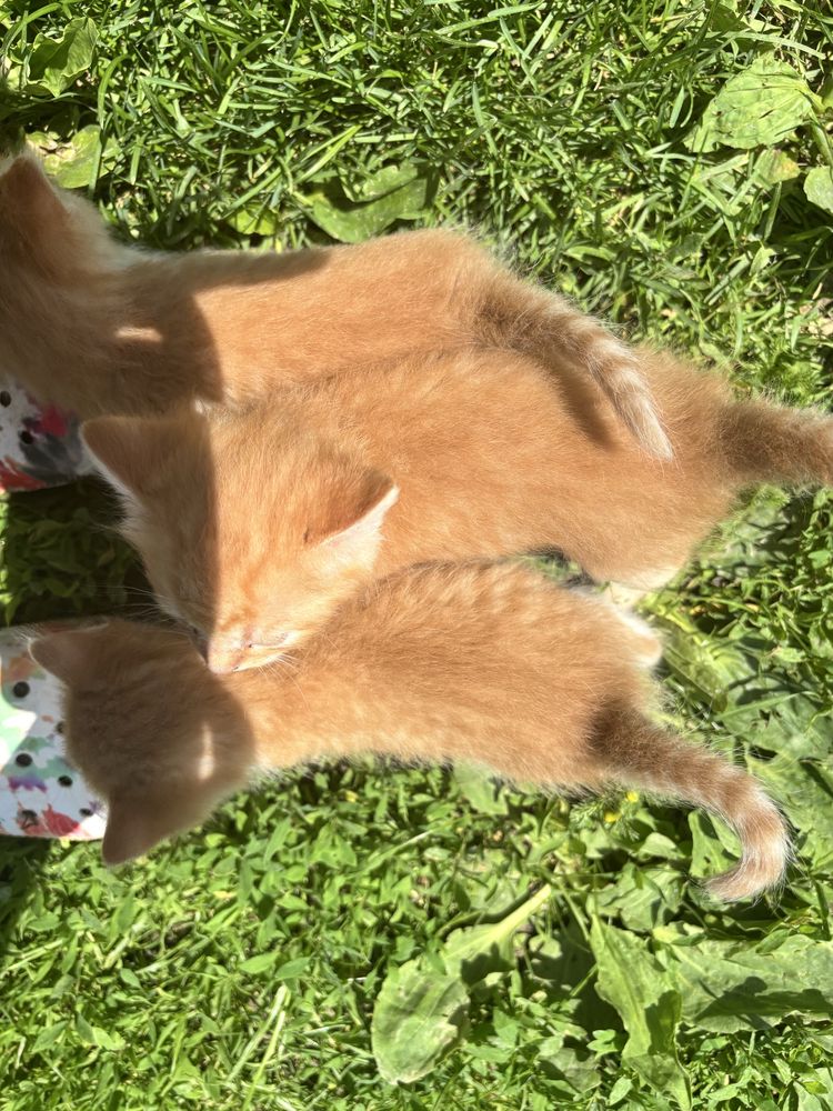 Donez 3 pisicuțe adorabile – disponibile la 6-7 săptămâni