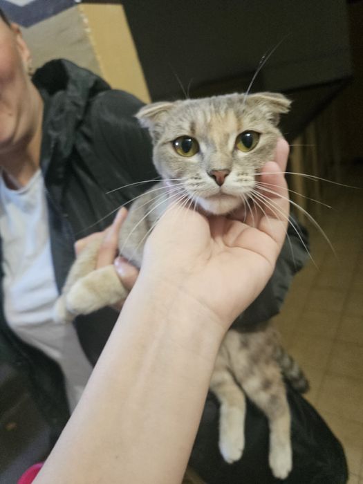 Кошку отдам в добрые руки