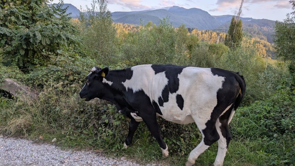 Vând vaca cu vițel, si vaca separat