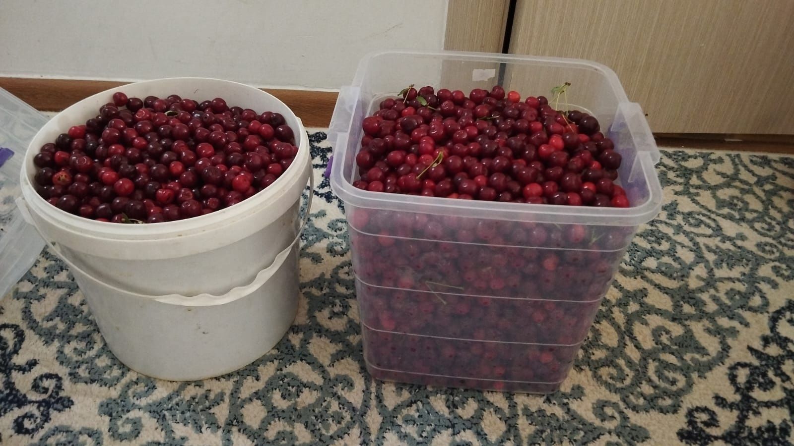 вишня кисло сладкая