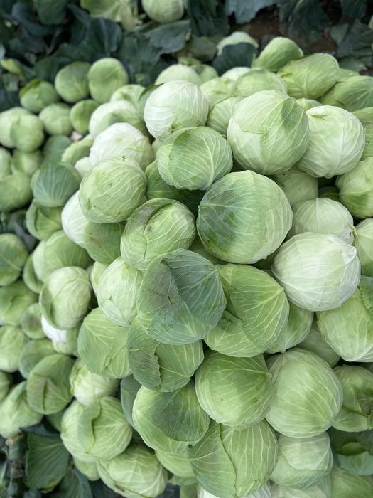 Varză de toamnă de la Făget