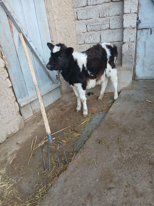 Срочни гунажнча сотлади окатга крган