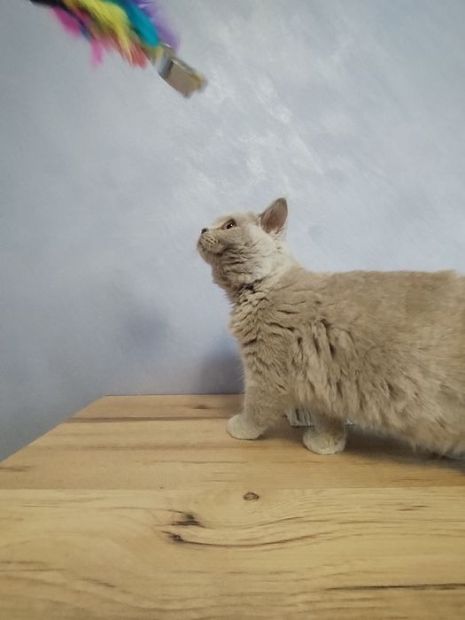 British shorthair lila