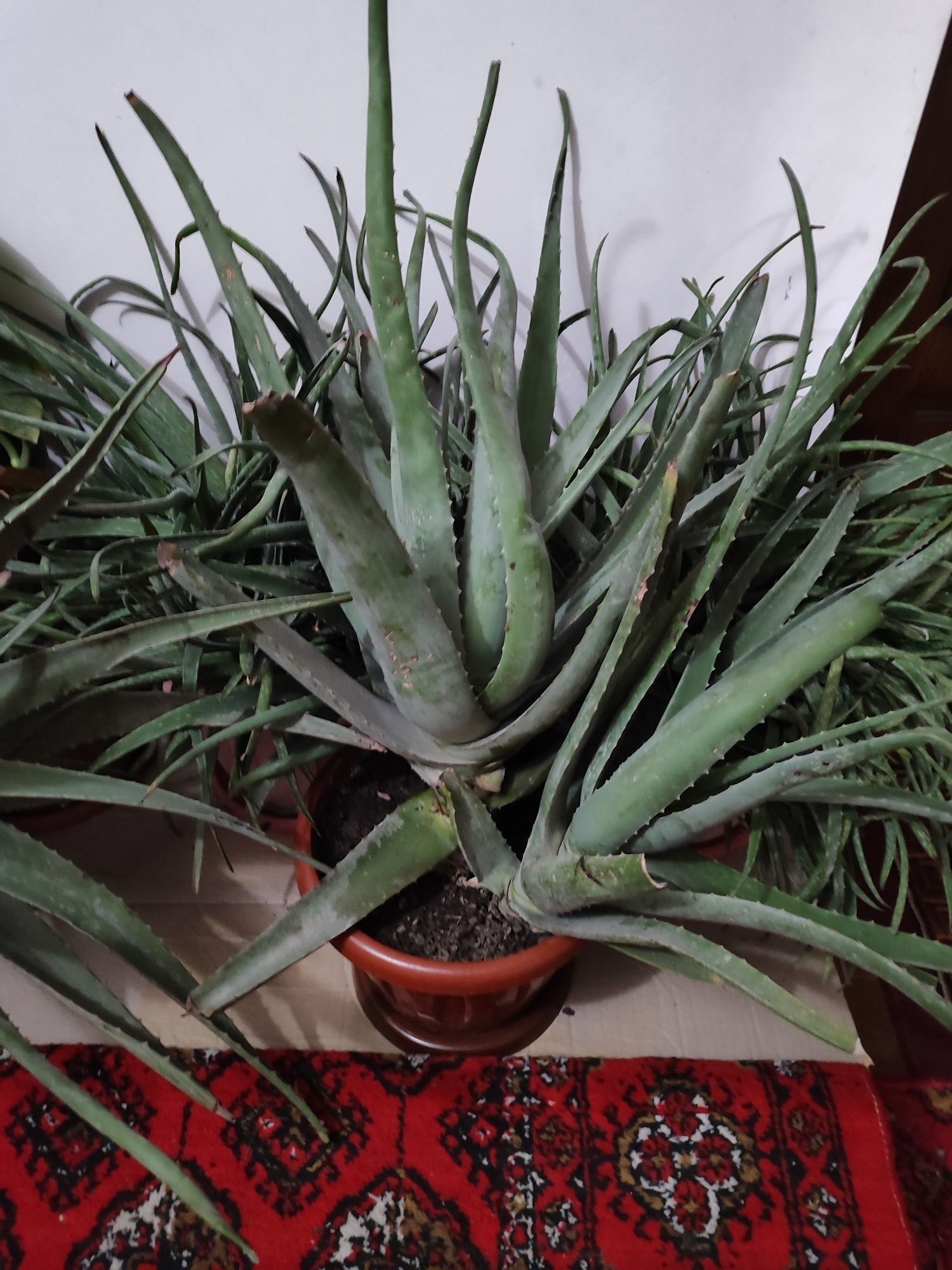 Aloe gullari sotiladi