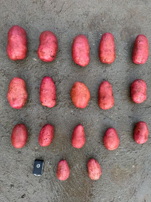 Cartof import Danemarca Polonia Germania