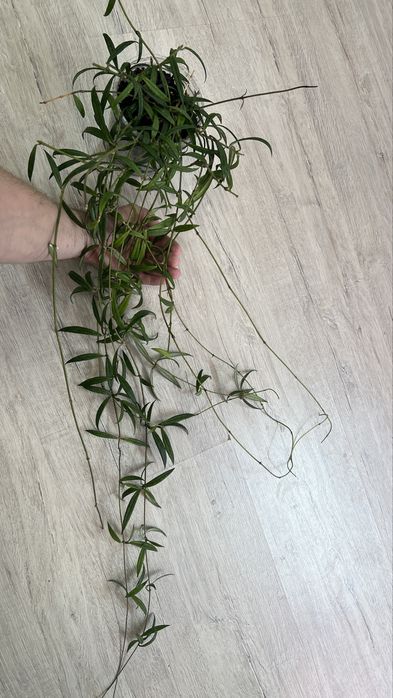 Хойя пауцифлора Hoya pauciflora